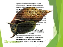 Животные Курска и Курской области, слайд 81