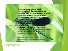 Животные Курска и Курской области, слайд 85