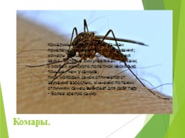 Животные Курска и Курской области, слайд 87
