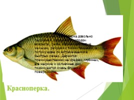 Животные Курска и Курской области, слайд 91