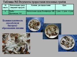 Исследовательская работа по биологии «Плесневые грибы загадка природы», слайд 16