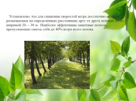 Влияние зелёных насаждений на окружающую среду Нижегородской области, слайд 15