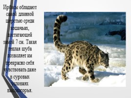 Красная книга России «Ирбис» (снежный барс), слайд 4