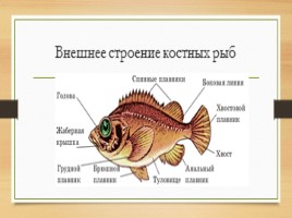 Классы рыб, слайд 5