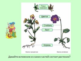 Окружающий мир 1 класс «Что общего у разных растений?», слайд 10