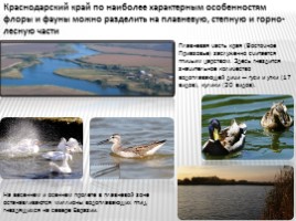Животный мир Краснодарского края, слайд 3