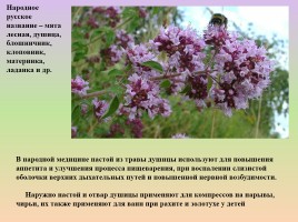 Растения лесостепи и степи Красноярского края, слайд 18