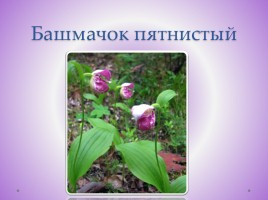 Редкие растения Красноярского края, слайд 2