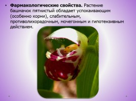 Редкие растения Красноярского края, слайд 3