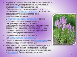 Редкие растения Красноярского края, слайд 7