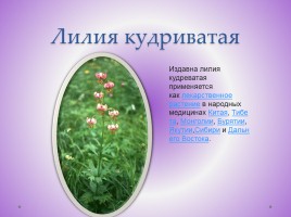Редкие растения Красноярского края, слайд 8
