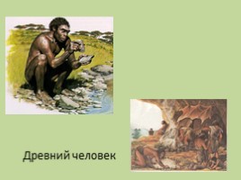 Древние растения и животные, слайд 11