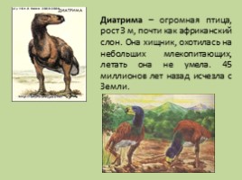 Древние растения и животные, слайд 5