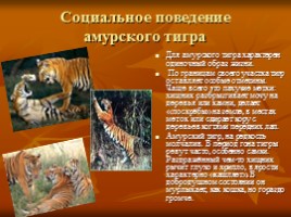 Амурский тигр, слайд 8