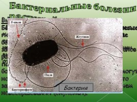 Бактерии и болезни растений, слайд 2