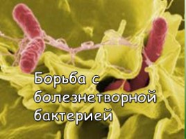 Бактерии и болезни растений, слайд 6