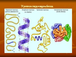 Белки (строение и функции), слайд 10