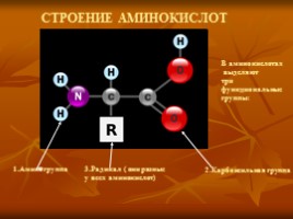 Белки (строение и функции), слайд 4