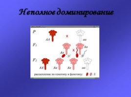 Законы Г. Менделя, слайд 4