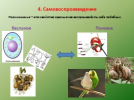 Биология - наука о жвом мире - Общие свойства живых организмов, слайд 14
