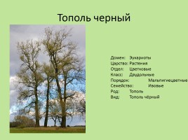Растительный мир Красноярского края «Деревья», слайд 44