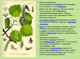 Растительный мир Красноярского края «Деревья», слайд 55