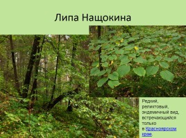 Растительный мир Красноярского края «Деревья», слайд 80