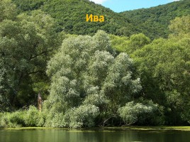 Растительный мир Красноярского края «Деревья», слайд 85