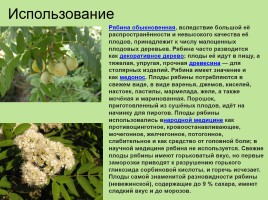 Растительный мир Красноярского края «Деревья», слайд 95