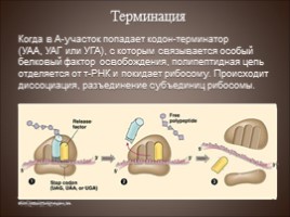 Биосинтез белка - Трансляция, слайд 18