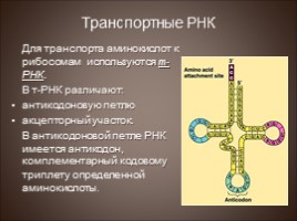 Биосинтез белка - Трансляция, слайд 4