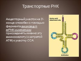 Биосинтез белка - Трансляция, слайд 5