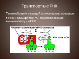 Биосинтез белка - Трансляция, слайд 6
