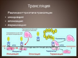 Биосинтез белка - Трансляция, слайд 7