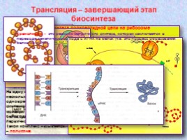 Биосинтез белка - Функции белков, слайд 9