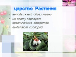 Ботаника - наука о растениях, слайд 11