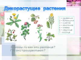 Ботаника - наука о растениях, слайд 13