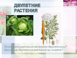 Ботаника - наука о растениях, слайд 15