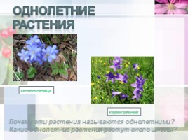 Ботаника - наука о растениях, слайд 16