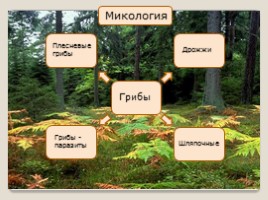 Окружающий мир «В царстве грибов - Как собирать грибы», слайд 3