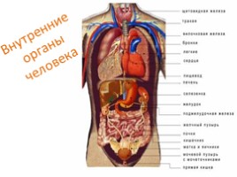 Взаимосвязь органов и систем органов как основа гомеостаза, слайд 6