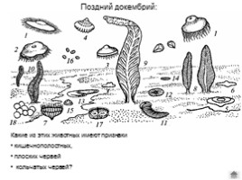 Взгляд на эволюцию М.А. Гофмана, слайд 12
