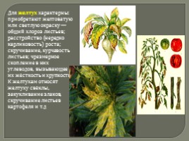 Вирусные заболевания растений, слайд 5
