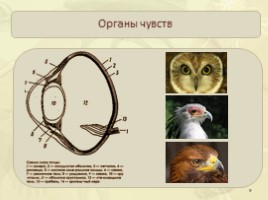 Внутреннее строение птиц: пищеварительная, дыхательная, кровеносная, нервная, выделительная системы, слайд 9