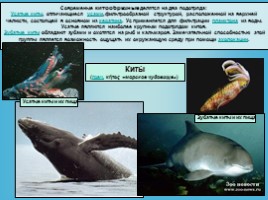 Водные млекопитающие, слайд 16