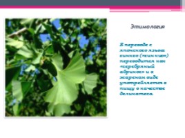 Гинкговые растения, слайд 3