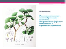 Гинкговые растения, слайд 6