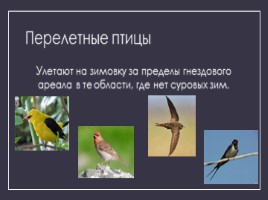 Годовой цикл птиц, слайд 22