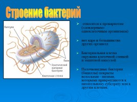 Бактерии, слайд 14
