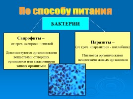 Бактерии, слайд 20